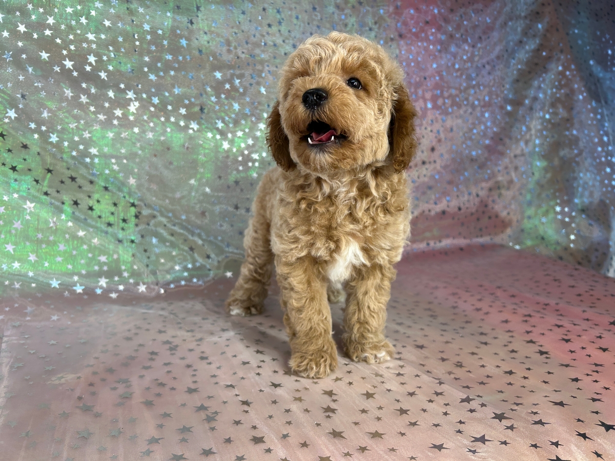 Male Bichon Poodle Puppy for Sale DOB 5-14-2026 $950